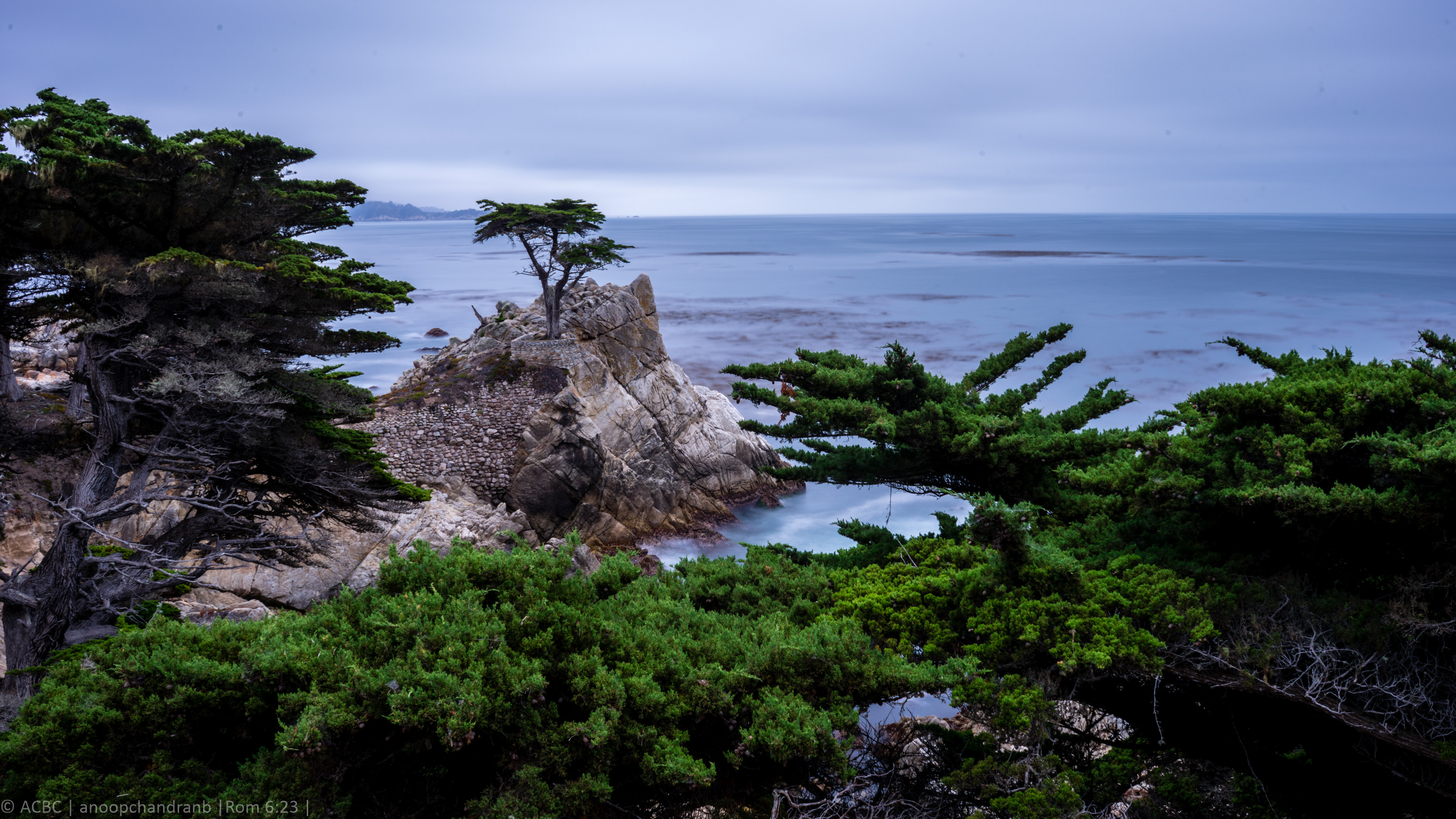 Lone-cypress-tree-1